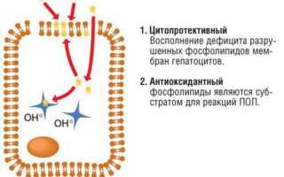 Что лучше Эссенциале или Гептрал: отзывы, мнение врачей