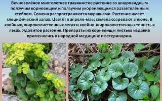 Травы вызывающие отвращение к алкоголю