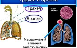 Бросил курить — появился кашель